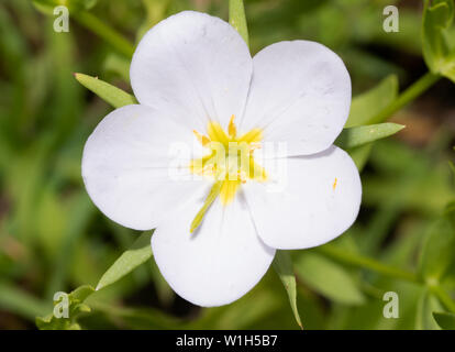 Weiße Form der Wiese Pink, Sabatia campestris Blume Stockfoto