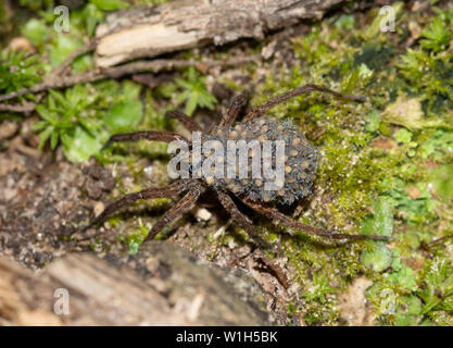 Wolf Spider auf Waldboden ihre Babys mit in die Sicherheit von oben auf Sie zurück Stockfoto