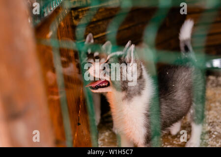 White Siberian Husky Welpen outdoor. Stockfoto