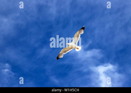 Schöne weiße Möwe steigt gegen den blauen Himmel mit Wolken. Möwe im Flug Stockfoto