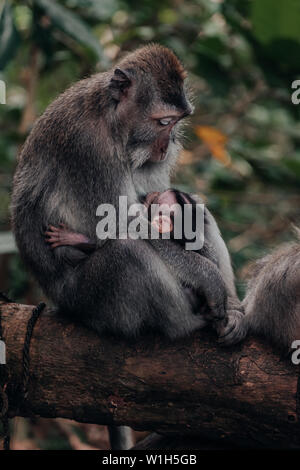 Mutter macaque Affen, die den Blick auf Ihr Baby während auf eine Filiale im Affenwald von Ubud, Bali, Indonesien sitzen. Stockfoto