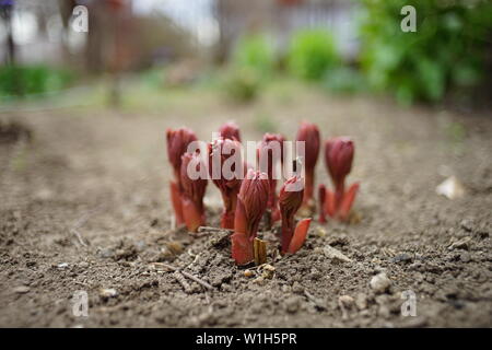 Kleine peony Sprossen pierce durch den Boden im Frühjahr Stockfoto