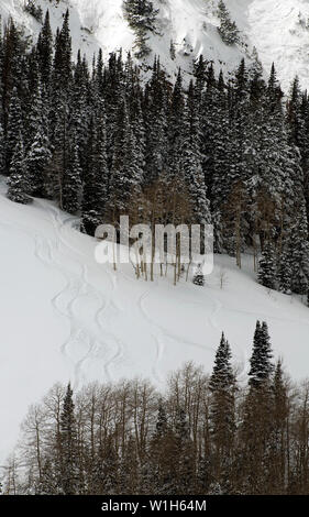 Loipen schlängeln sich durch ein Wäldchen in der Nähe der Daly Rutschen im Empire Canyon Deer Valley Resort, Park City, Utah. (C) 2010 Tom Kelly Stockfoto