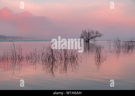 Reflexion eines Baumes, rosa Wolken und andere Zweige auf einem überfluteten See. Saylorville Lake, in der Nähe von Polk City, Iowa, USA. Blaue Stunde, Zuckerwatte Wolken, Nebel. Stockfoto