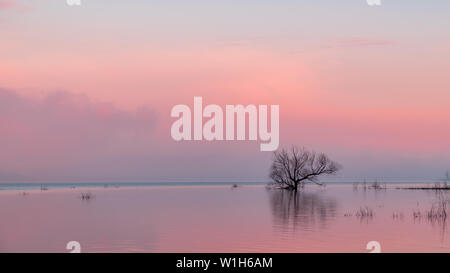 Reflexion eines toten Baum, rosa Wolken und andere Zweige auf einem überfluteten See. Saylorville Lake, in der Nähe von Polk City, Iowa, USA. Blaue Stunde, Nebel, Sonnenaufgang. Stockfoto