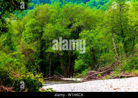 Mountain River durch den grünen Wald fließt. Stockfoto