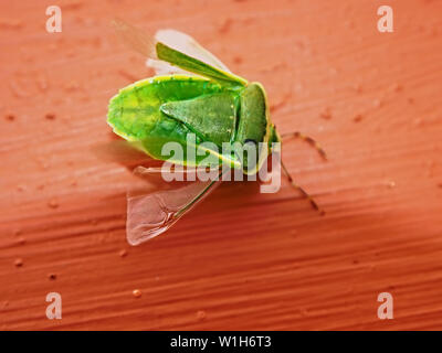 Nahaufnahme von einer grünen, junge stinken Bug (Palomena prasina), eine ix-legged Crawler, auf einer roten Wand. Ansicht von oben rechts transparent und sehr filigranen Flügel Stockfoto