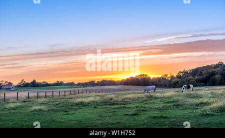 Pferde ruhig grasen in einer üppigen Wiese auf einem ländlichen Bauernhof in Maryland bei Sonnenuntergang Stockfoto