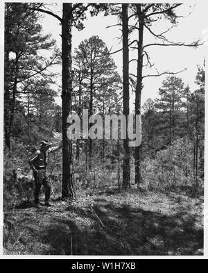 Newberry County, South Carolina. Ein alter Stand von Kiefer auf Erodierten landet nun von Feuer contr geheilt. . .; Umfang und Inhalt: Die Bildunterschrift lautet wie folgt: Newberry County, South Carolina. Ein alter Stand von Kiefer auf Erodierten landet nun von Brand zu kontrollieren, und Baum und andere Pflanzenwachstum geheilt. Boden Mängel, die ein Ergebnis der Erosion verursachen langsames Wachstum und sterben an Kiefern vor Erreichen einer großen Größe. Diese sterben Kiefern sind für das Schneiden von markiert und durch den Wald Service verkauft wurde, um das Holz zu retten, bevor er stirbt. Stockfoto