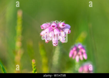 Nahaufnahme der glockenförmigen rosa Blüten der Glockenheidepflanze (erica cinerea) im Sommer im New Forest, England, Großbritannien Stockfoto