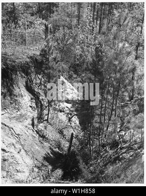 Newberry County, South Carolina. Gully am Enoree Bezirk Sumter National Forest langsam heilen. . .; Umfang und Inhalt: Die Bildunterschrift lautet wie folgt: Newberry County, South Carolina. Gully am Enoree Bezirk Sumter National Forest langsam Heilung, weil der Ermutigung von Baum Wachstum und Kundenbindung der Bodengrund durch Verhinderung von Waldbränden. Stockfoto