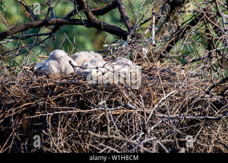 Nest der Steppe eagle oder Aquila nipalensis mit kleinen Nestlingen. Stockfoto