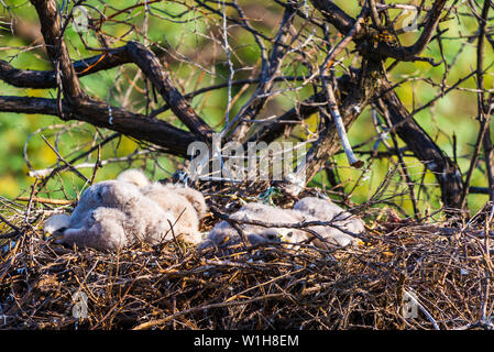 Nest der Steppe eagle oder Aquila nipalensis mit kleinen Nestlingen. Stockfoto