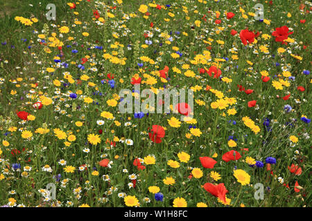 Poppy, Daisy, Kornblume, wild wachsende Blumen, wildflower, Garten, Grenze, bunte