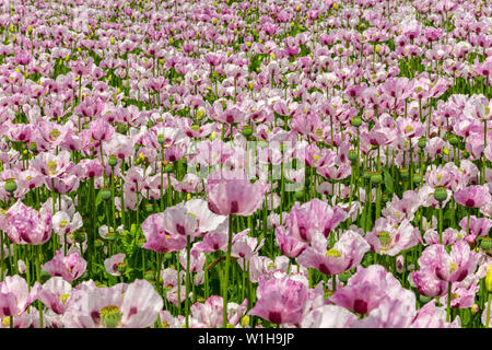 Rosa Mohn Blumen wachsen in einem Sommer Feld Stockfoto