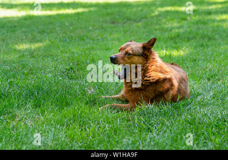 Müde gähnen Red Dog liegt in der Wiese Stockfoto