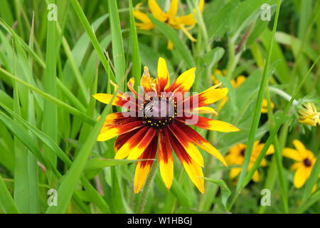 Ein Bild von einer Blume auf Governor's Island Stockfoto