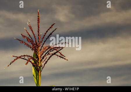 Nahaufnahmen von einem Mais Blume mit gefleckten Gurke Käfer auf, gegen den frühen Morgen sky in den zentralen Anden Kolumbiens. Stockfoto