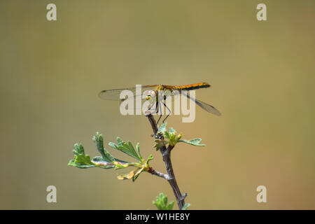 Porträt einer Meadowhawk Libelle sitzt auf einem grünen Zweig. Stockfoto
