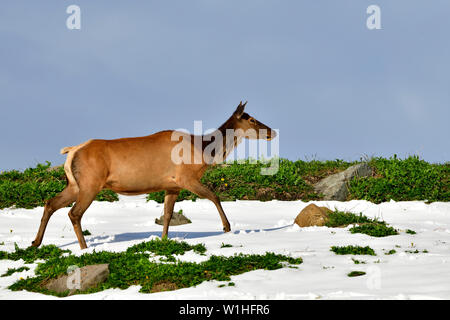 Eine weibliche Elk "Cervus elaphus'; die entlang einer Skyline ridge durch den Sommer Schnee in ländlichen Alberta, Kanada. Stockfoto