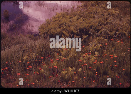 PONTOOK RESERVOIR BEREICH AUF DEM ANDROSCOGGIN RIVER ZWISCHEN SEE UMBAGOG UND BERLIN Stockfoto