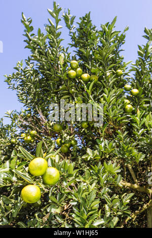 Florida Highlands County, Avon Park, US Highway Route 27, Zitrus, Orangenhain, Obst, Landwirtschaft, Strauch, Grün, Blatt, Ernte, Besucher reisen Reisetour Stockfoto