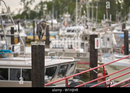 Great Blue Heron Marina. Great Blue Heron thront auf einem Stapeln in einer Marina. Stockfoto