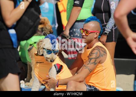 Derby der surfenden Hund an einen Hund surfen Wettbewerb in Huntington Beach, Kalifornien Stockfoto