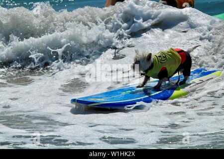 Hund surfen Wettbewerb in Huntington Beach, Kalifornien Stockfoto