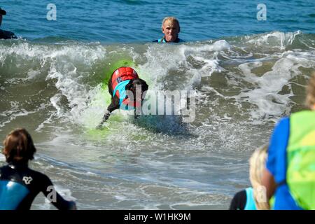 Hund surfen Wettbewerb in Huntington Beach, Kalifornien Stockfoto