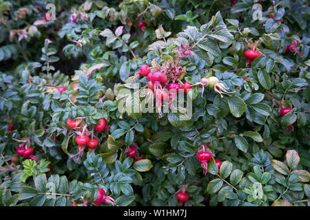 Hagebutten am Strauch. Wild Rose Hips wächst auf einem großen Busch. Stockfoto