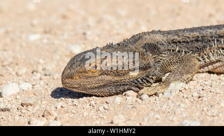 Zentralen Bearded Dragon (Pogona Vitticeps) Stockfoto