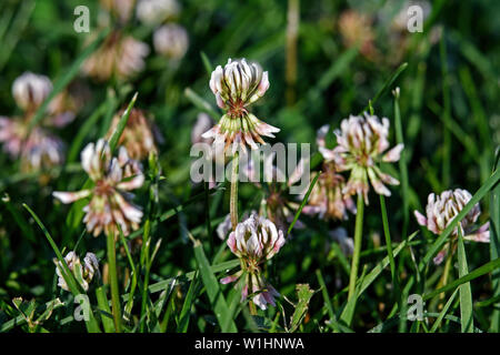 Weißklee im frühen Morgenlicht. Bekannt als Trifolium repens Es ist eine krautige Staude Pflanze in der Bohne Familie Fabaceae. Stockfoto