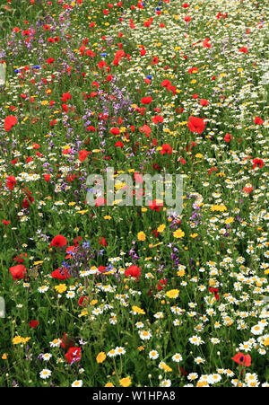 Poppy, Daisy, Kornblume, wild wachsende Blumen, wildflower, Garten, Grenze, bunte