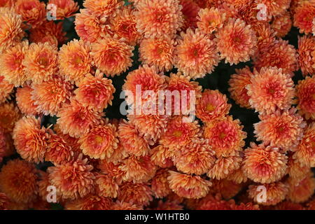 Orangefarbene Chrysanthemen Stockfoto