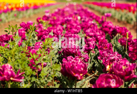 Blühenden Tulpenfelder in Niederlande, Blume mit blurrred bunte Tulpen als Hintergrund. Selektiver Fokus, tulip Nahaufnahme Stockfoto