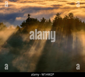 Sonnenuntergang, Küstennebel, Bolinas Ridge, Mount Tamalpais State Park, Golden Gate National Recreation Area, Marin County, Kalifornien Stockfoto