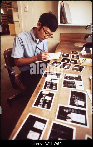 RON OSHIMA, Kalifornien, Abteilung Landwirtschaft, ARBEITEN MIT FOTOS DER BESCHÄDIGTEN ANLAGEN AN DER LANDESWEITEN LUFTVERSCHMUTZUNG RESEARCH CENTER Stockfoto