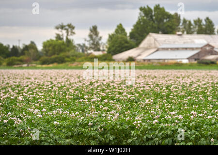 Blühende Kartoffelfeld. Am frühen Morgen Licht auf ein Feld von Kartoffeln in voller Blüte. Stockfoto