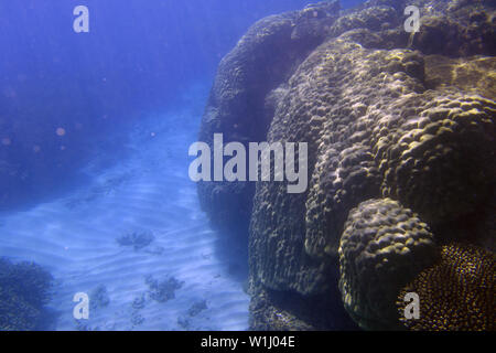 Unterwasser Blick auf gesunde Korallen an Frankland Inseln, Great Barrier Reef, in der Nähe von Cairns, Queensland, Australien Stockfoto