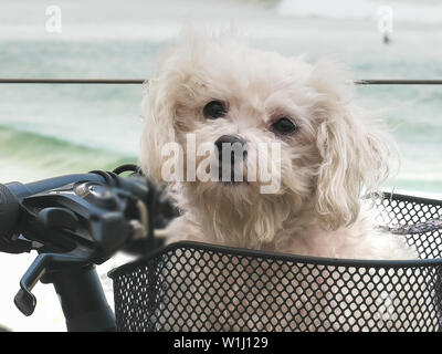 Malteser Terrier in ein Fahrrad Korb kirra Stockfoto