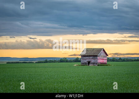 Vintage Red Barn mit Einschusslöcher in einem Weizenfeld bei Sonnenuntergang in Saskatchewan, Kanada Stockfoto