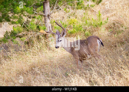 Schwarz-angebundene Rotwild Buck Stockfoto