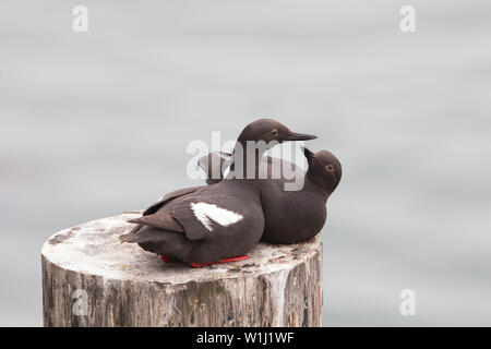 Taube Trottellummen saß oben auf der Pier Stapeln Stockfoto