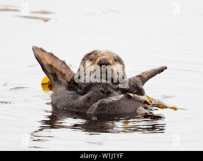 Sea Otter in Yoga Position Stockfoto