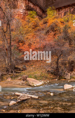 Herbst Laub entlang des Virgin River im Zion Canyon, der Zion National Park, Utah Stockfoto