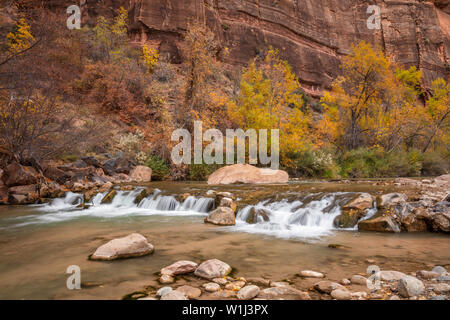 Herbst Laub entlang des Virgin River im Zion Canyon, der Zion National Park, Utah Stockfoto