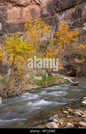 Herbst Laub entlang des Virgin River im Zion Canyon, der Zion National Park, Utah Stockfoto