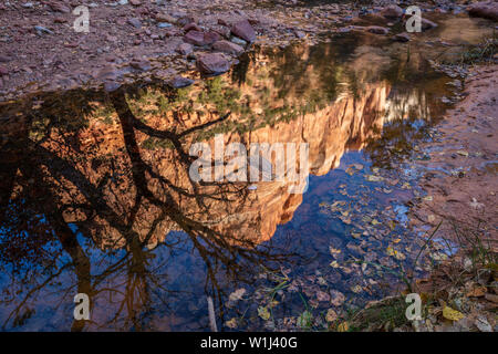 Canyon Wände in einem Bach wider, Zion National Park, Utah Stockfoto