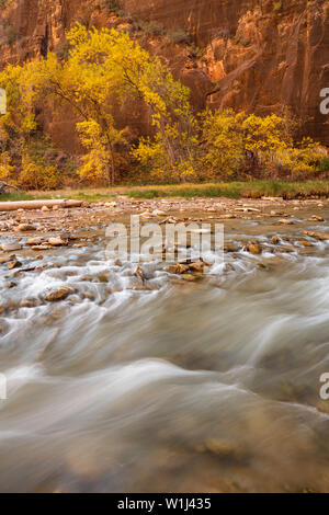 Herbst Laub entlang des Virgin River im Zion Canyon, der Zion National Park, Utah Stockfoto